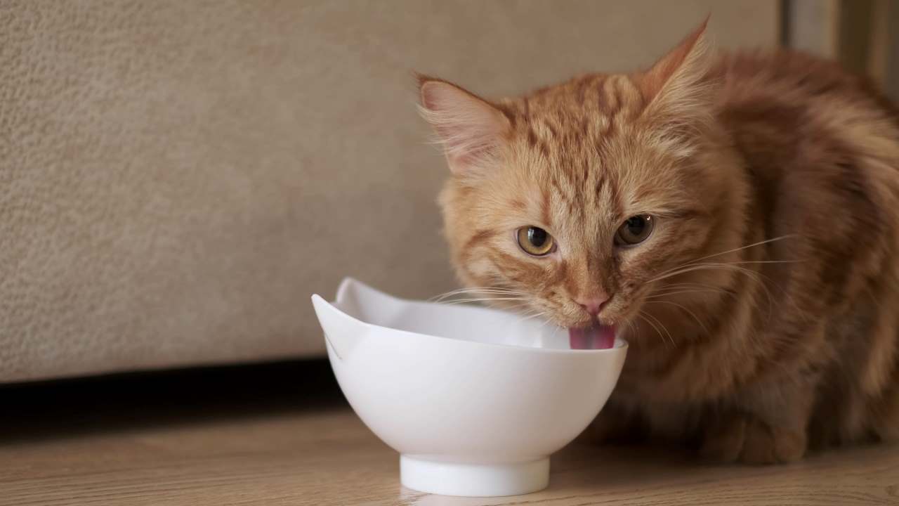 Quais são os sintomas de insuficiência renal em gatos?