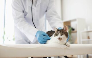 Quando levar o gato ao veterinário?